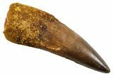 Real Spinosaurus Tooth - Huge Dinosaur Tooth #380922-1